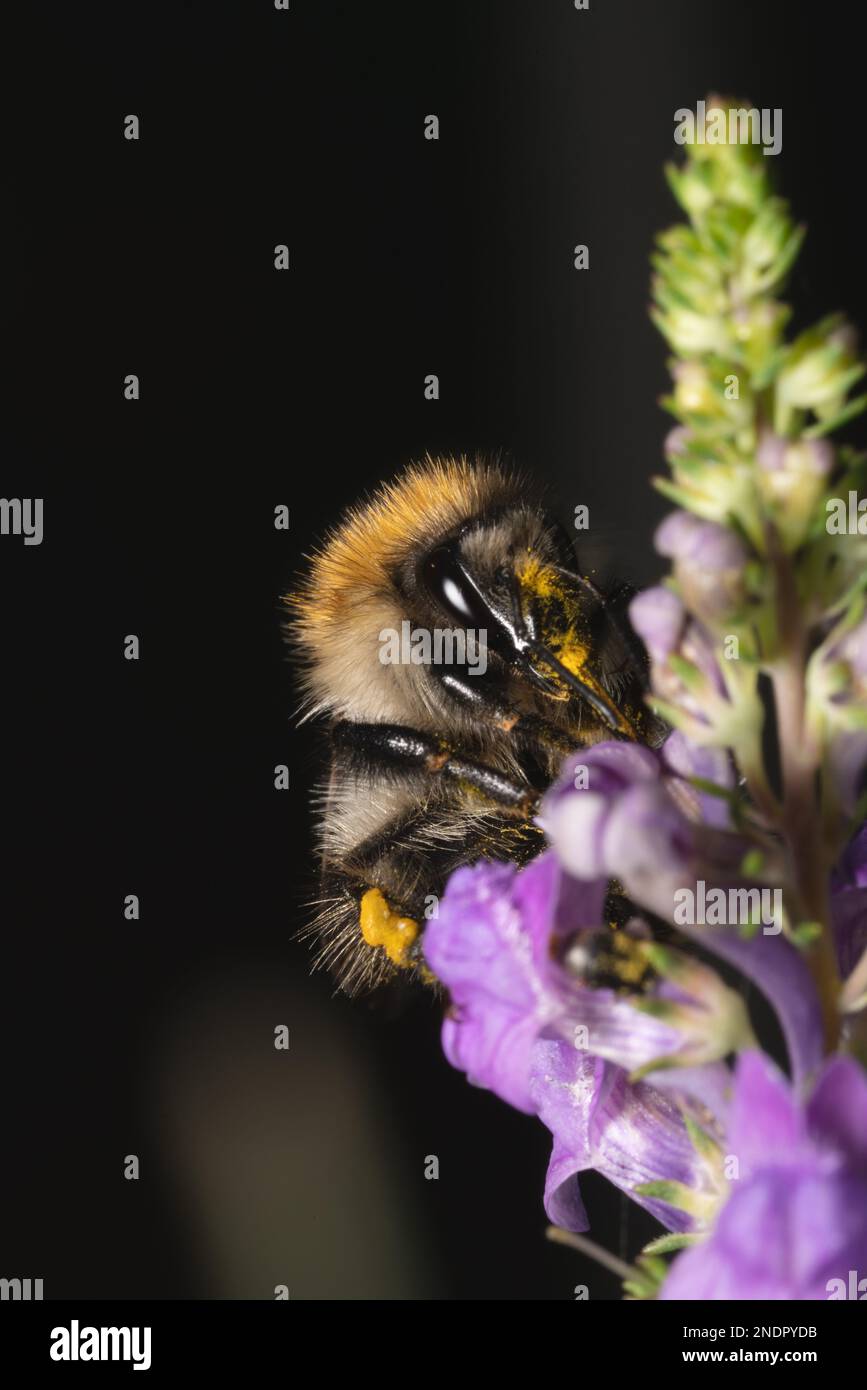 Un gros plan d'une abeille Bumblebee à queue de Buff (Bombus terrestris) collectant le nectar d'une fleur Banque D'Images