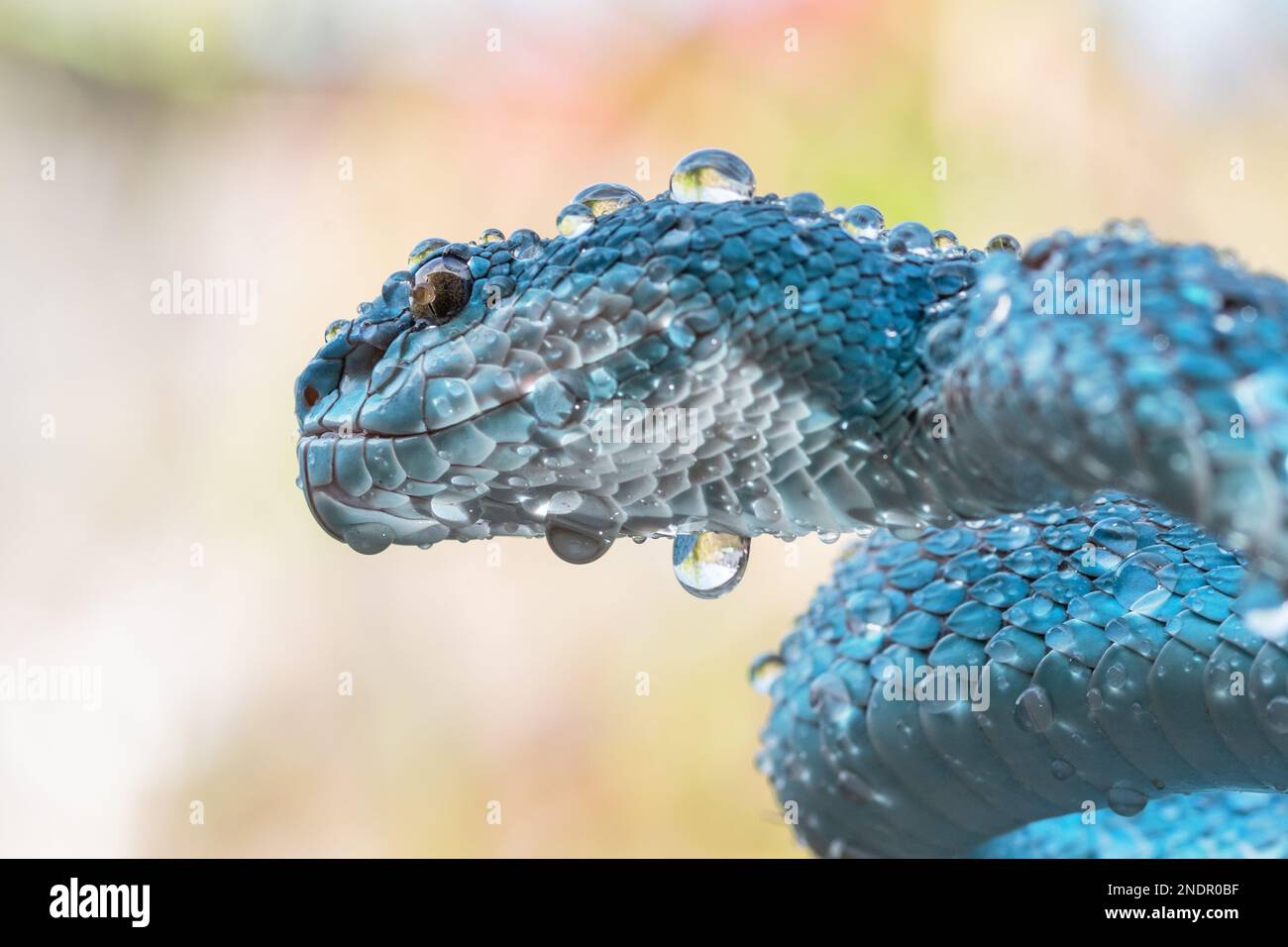 Magnifique serpent de vipère bleu en gros plan Banque D'Images