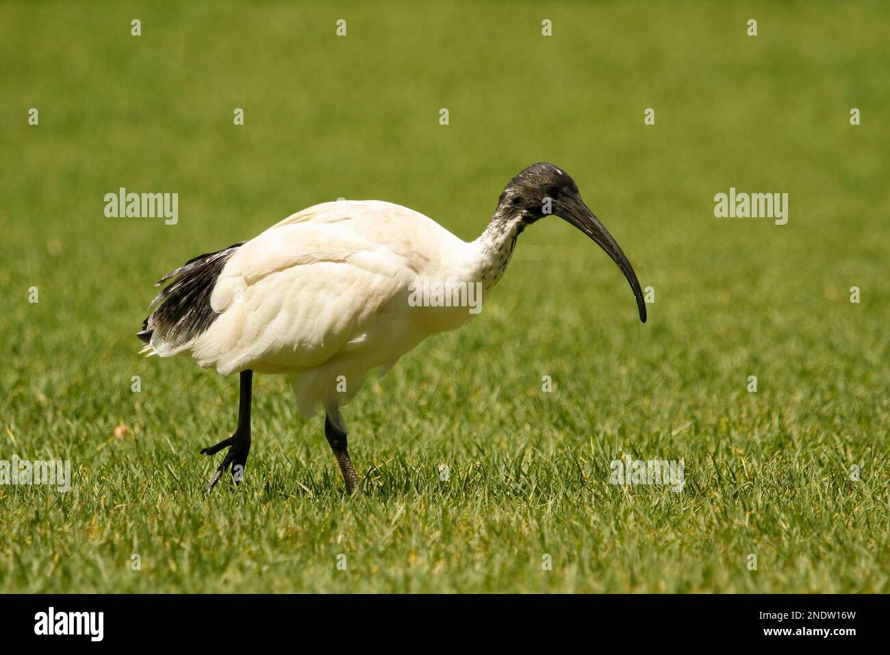 Vue rapprochée d'un Ibis blanc australien traversant un champ. Prise à Sydney, Nouvelle-Galles du Sud, Australie. Banque D'Images