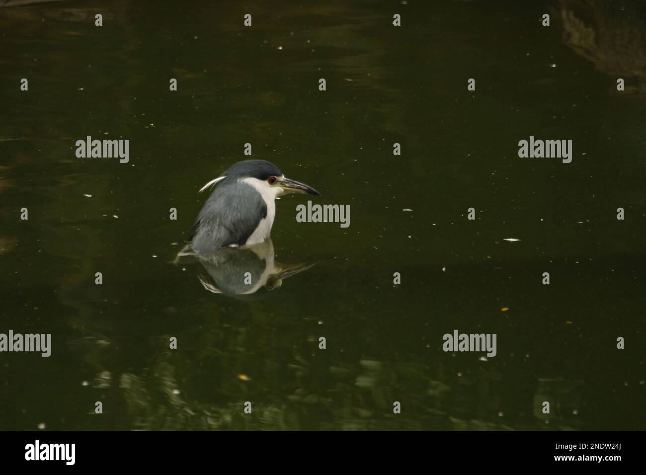 Un seul héron de nuit à couronne noire (Nycticorax nycticorax) debout dans un parc, dans une eau verte profonde et thoracique. Prise à Hong Kong. Banque D'Images