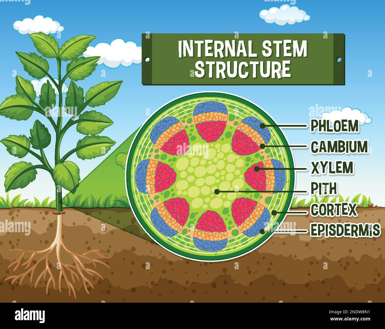 Structure interne de l'illustration du schéma de la tige Illustration de Vecteur