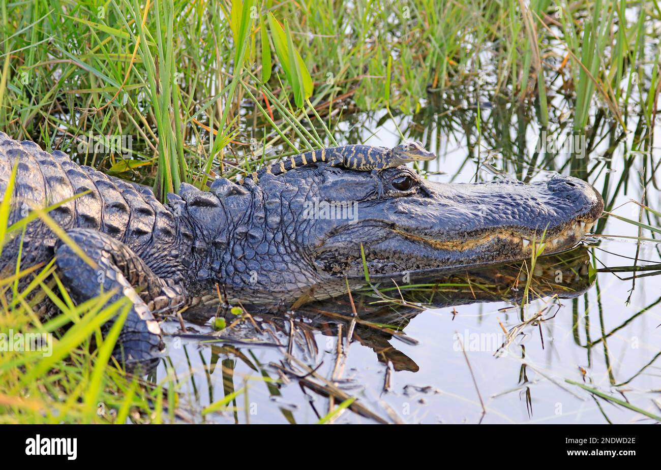 Mère alligator avec bébé sur la tête dans le marais, Parc national des Everglades, Floride Banque D'Images