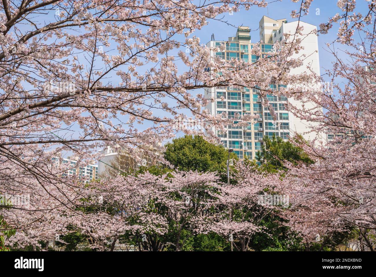 Cerisier Blossom à Haeundae Dalmajigil Road, Busan Corée du Sud Banque D'Images