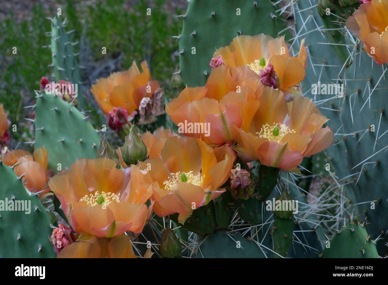 Fleurs de cactus (Opuntia sp.) Dans le centre-sud de l'Utah Banque D'Images