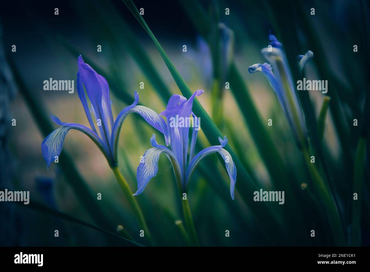 La fleur est appelée « Lover du monde » et « le vengeur de l'amour » Banque D'Images