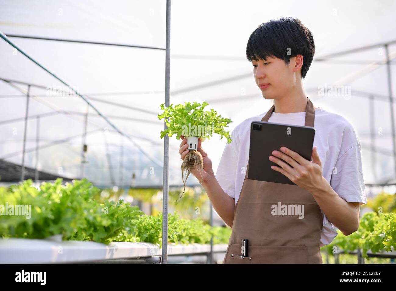 Jeune homme asiatique prospère et concentré propriétaire de ferme hydroponique ou agriculteur inspectant la qualité de ses légumes de salade dans la serre. Banque D'Images