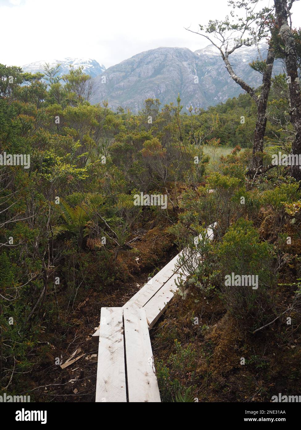 Promenade à travers la végétation à Caleta Tortel, Patagonie, Chili Banque D'Images