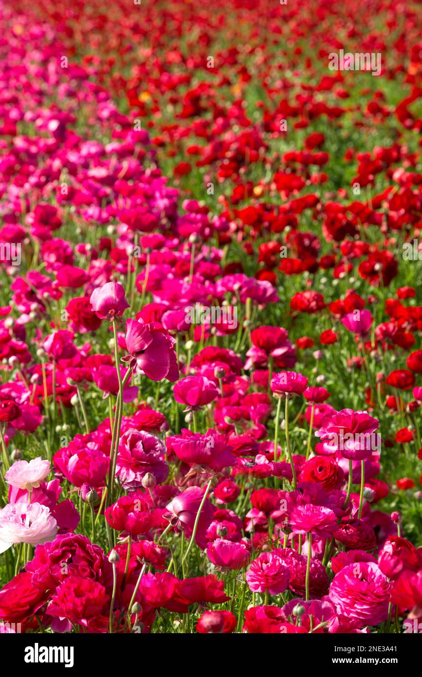 Renoncules roses et rouges des fleurs à Carlsbad, Californie Banque D'Images
