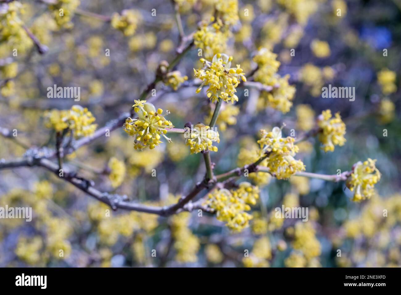 Cornus mas, cerisier de cornouailles, cornel, cornouiller comestible, Cornus mascula, arbuste à feuilles caduques, petits amas de petites fleurs jaunes vives Banque D'Images