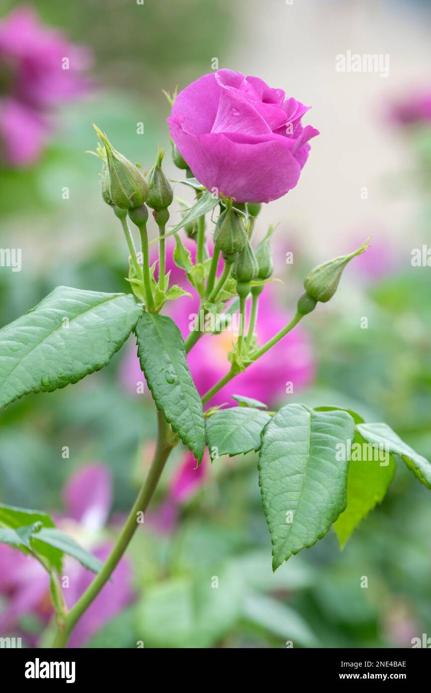 Rosa Rhapsody Rosa rhapsody in blue Banque de photographies et d’images à haute ...