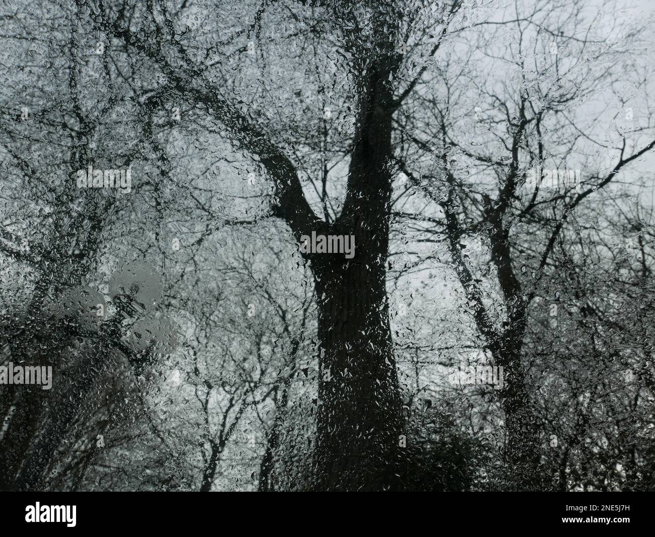 Troncs d'arbre à l'aspect brut vus à travers le pare-brise couvert par la pluie en hiver. Banque D'Images