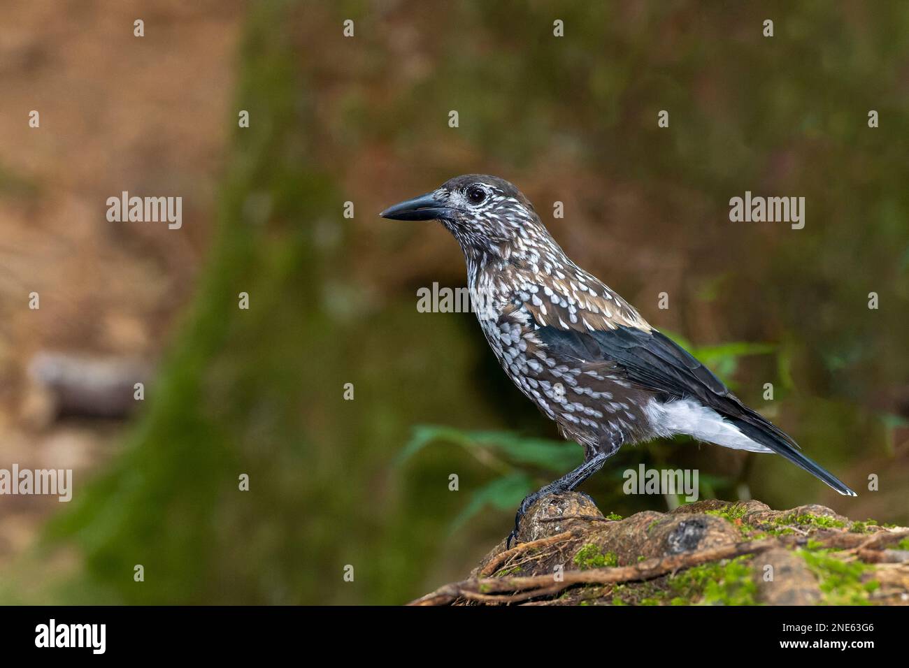 casse-noisette tacheté (Nucifraga caryocatactes), assis au sol, Allemagne, Bavière Banque D'Images