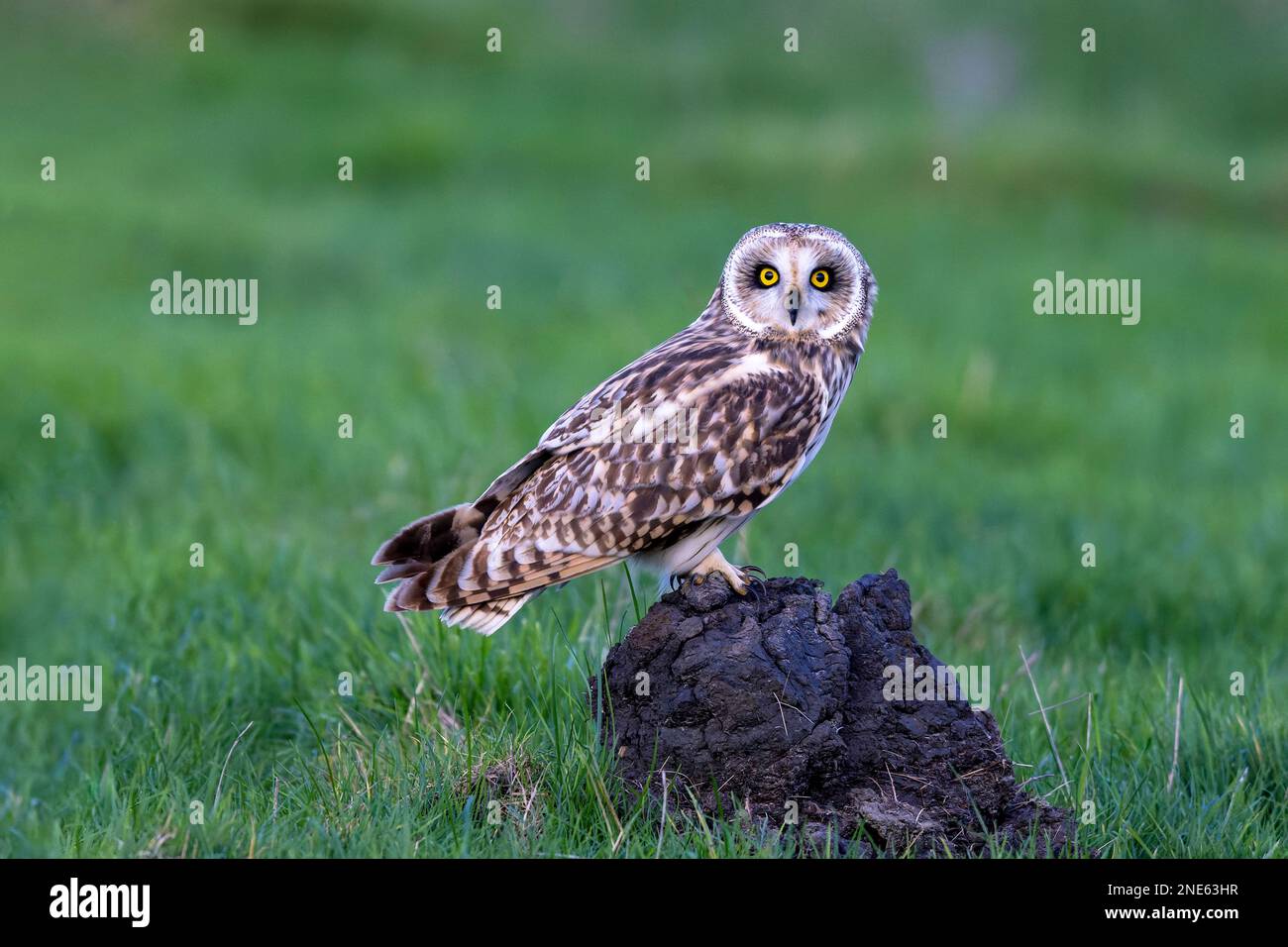 Petit hibou (ASIO flammeus), assis sur le sol, pays-Bas, Frison Banque D'Images
