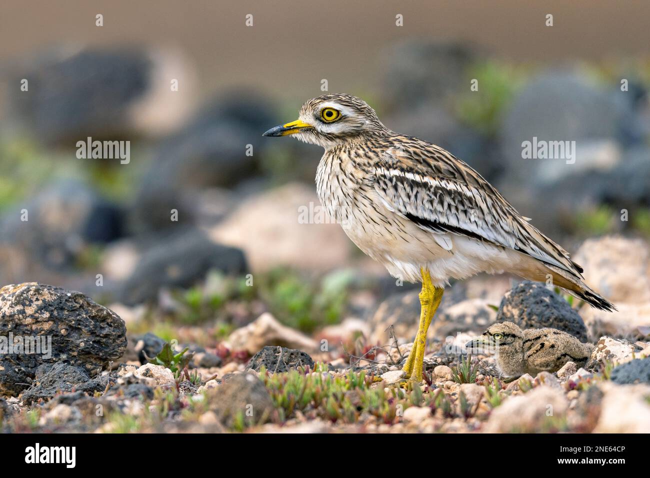 Pierre-curlew (Burhinus oedicnemus), debout en semi-désert avec poussin, îles Canaries, Lanzarote, Guatiza Banque D'Images