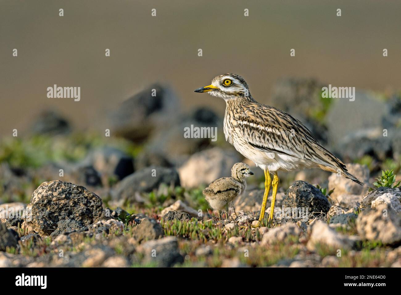 Pierre-curlew (Burhinus oedicnemus), debout en semi-désert avec poussin, îles Canaries, Lanzarote, Guatiza Banque D'Images