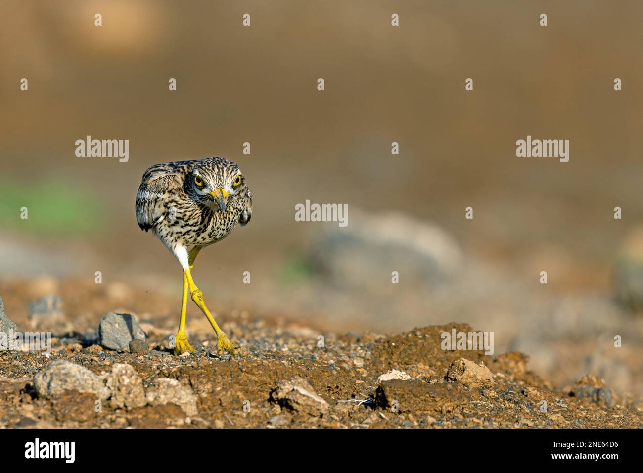 Le curlew en pierre (Burhinus oedicnemus), marche à semi-désert, îles Canaries, Lanzarote, Guatiza Banque D'Images