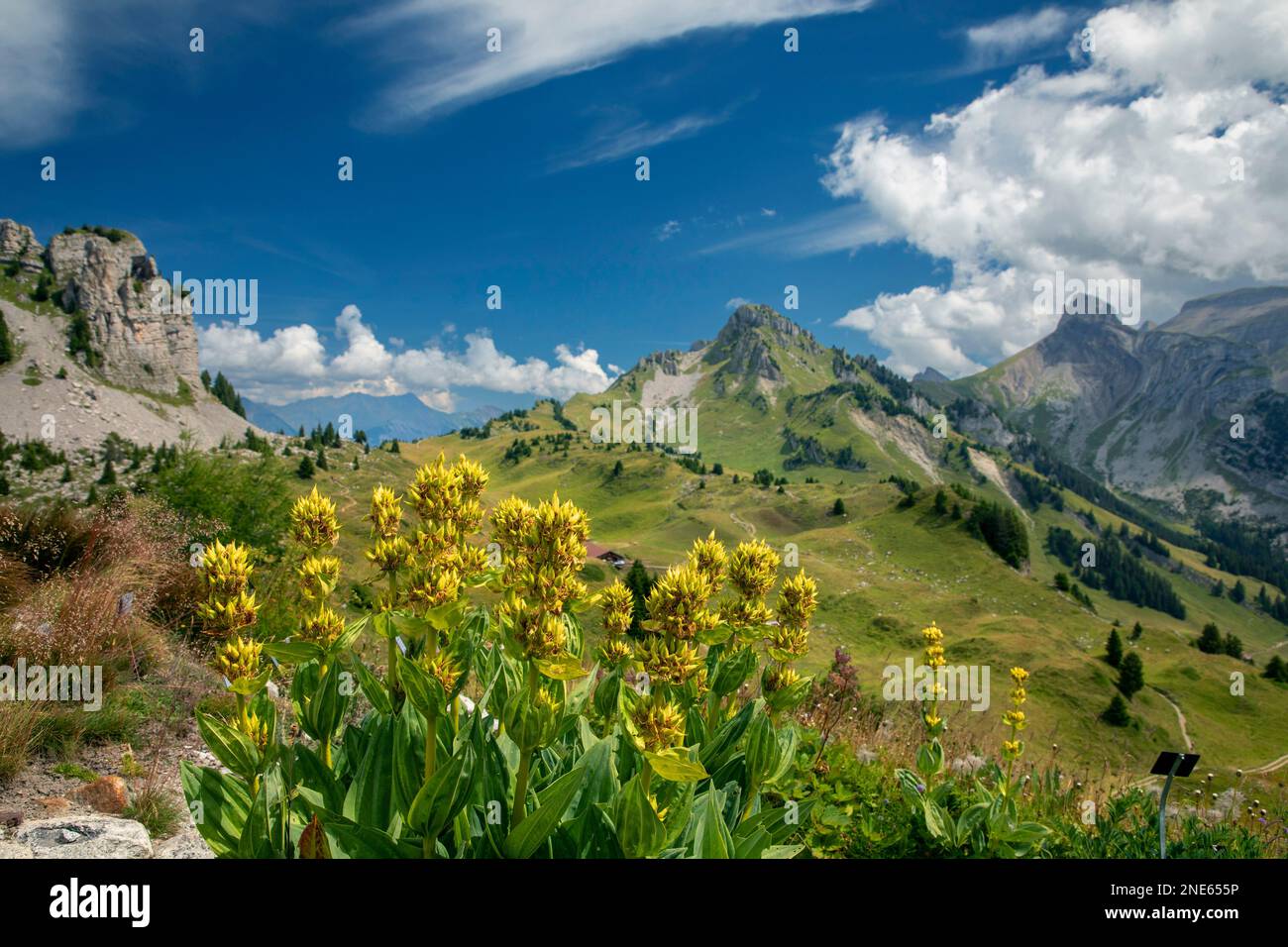 Gentiane jaune (Gentiana lutea), vue de Schynige Platte à Alp Inner-Iselten avec Oberberghorn et Loucherhorn, Suisse, Oberland bernois Banque D'Images