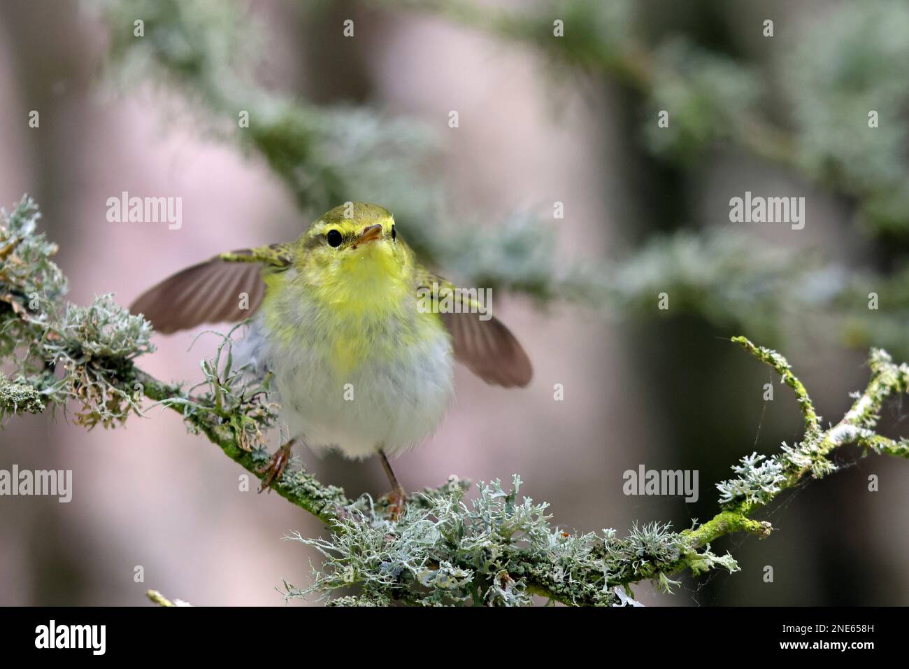 Paruline de bois (Phylloscopus sibilatrix), assise sur une branche des ailes en écaille, Suède, Oeland Banque D'Images