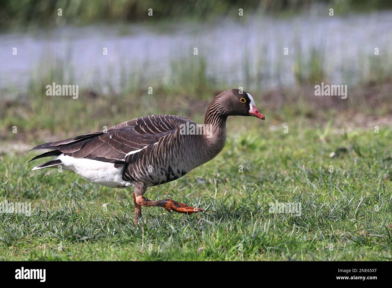 Petite oie à front blanc (Anser erythropus), marchant dans les prairies, pays-Bas, Kooningslaagte Banque D'Images