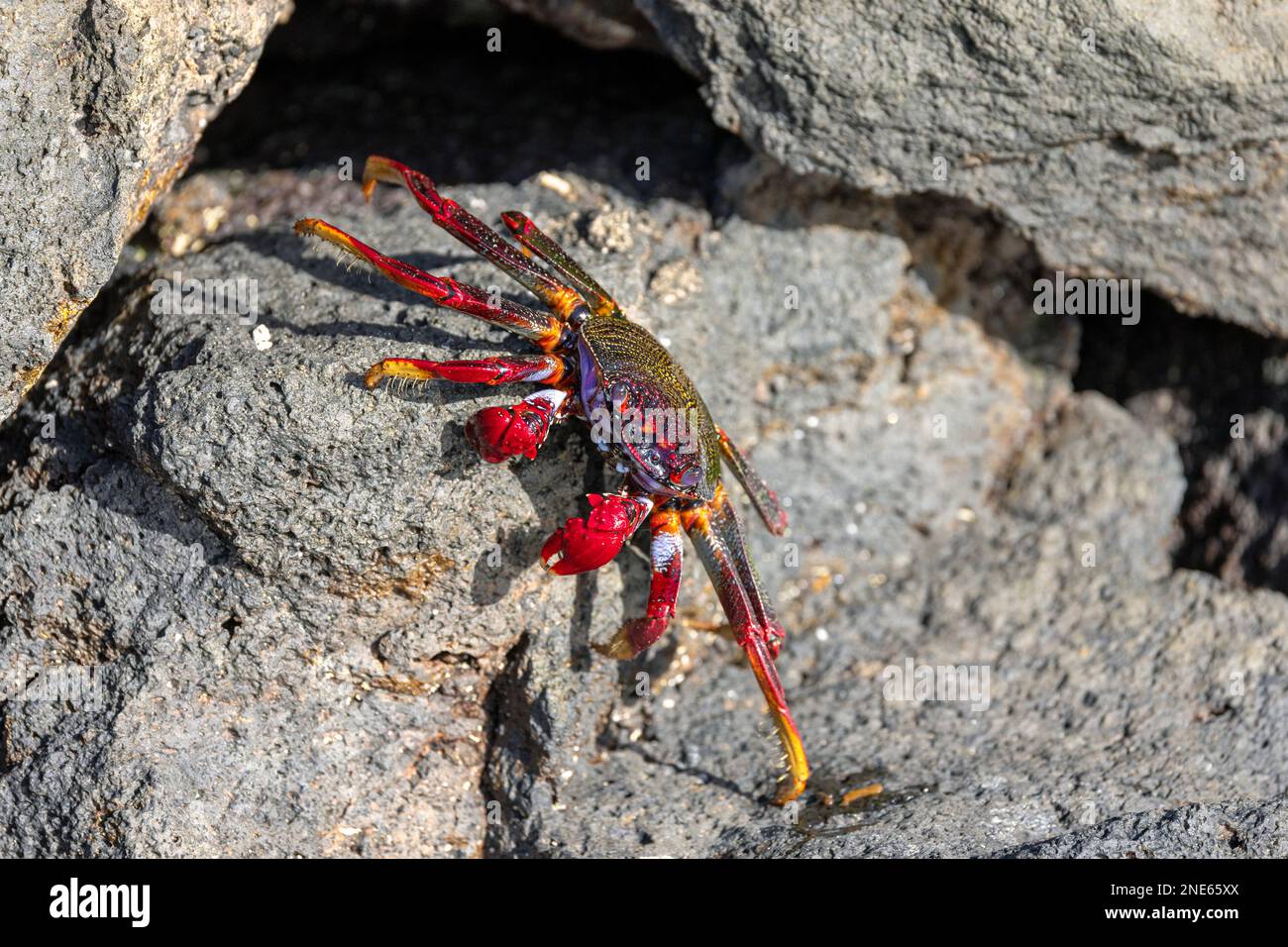 Crabe Sally lightfoot de l'Atlantique de l'est, crabe côtier marbré (Grapsus adscensionis), marche sur des pierres de lave sur la côte, îles Canaries, Lanzarote, Banque D'Images