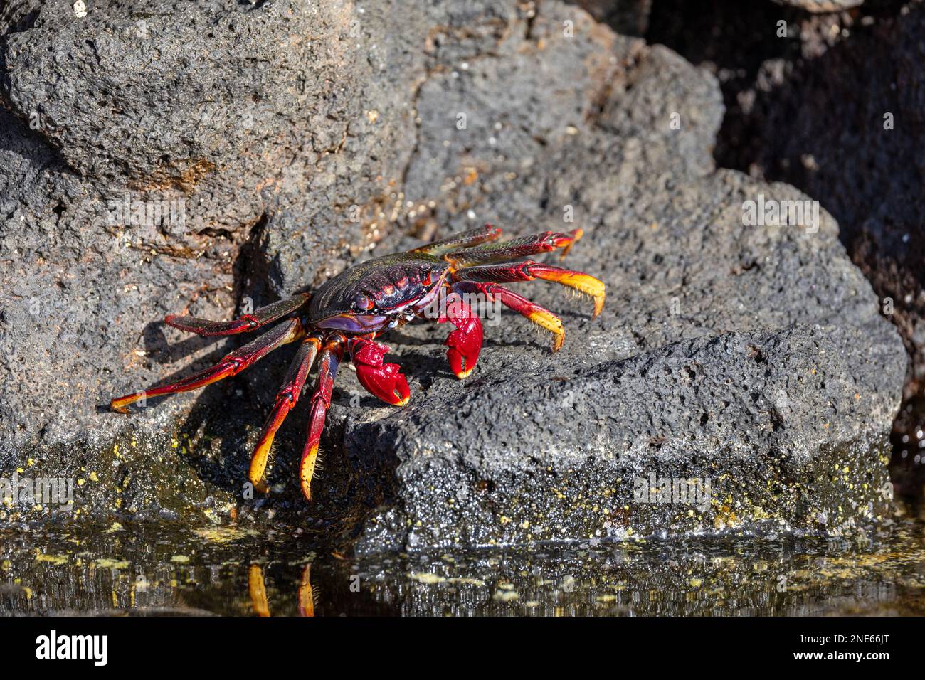 Crabe Sally lightfoot de l'Atlantique de l'est, crabe côtier marbré (Grapsus adscensionis), marche sur des pierres de lave sur la côte, îles Canaries, Lanzarote, Banque D'Images