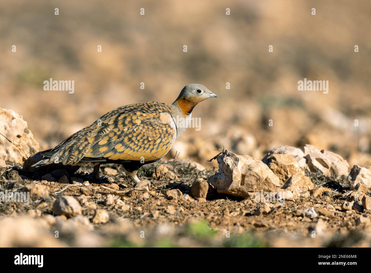 Grès à ventre noir (Pterocles orientalis), homme marchant dans semi-désert, à la recherche de nourriture, îles Canaries, Fuerteventura Banque D'Images