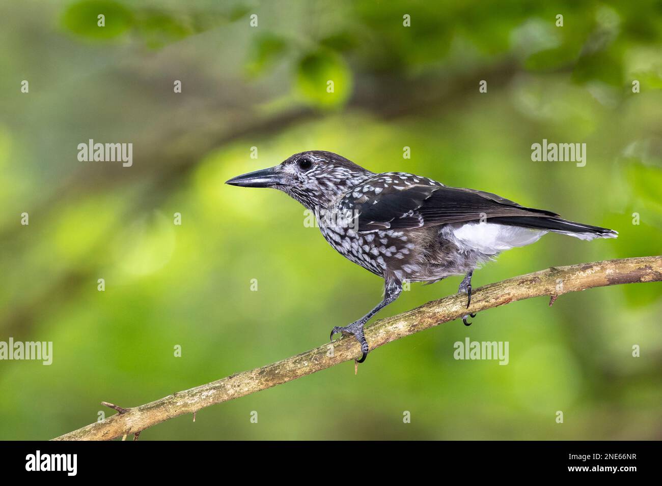 casse-noisette tacheté (Nucifraga caryocatactes), assis sur Twigg, Allemagne, Bavière Banque D'Images