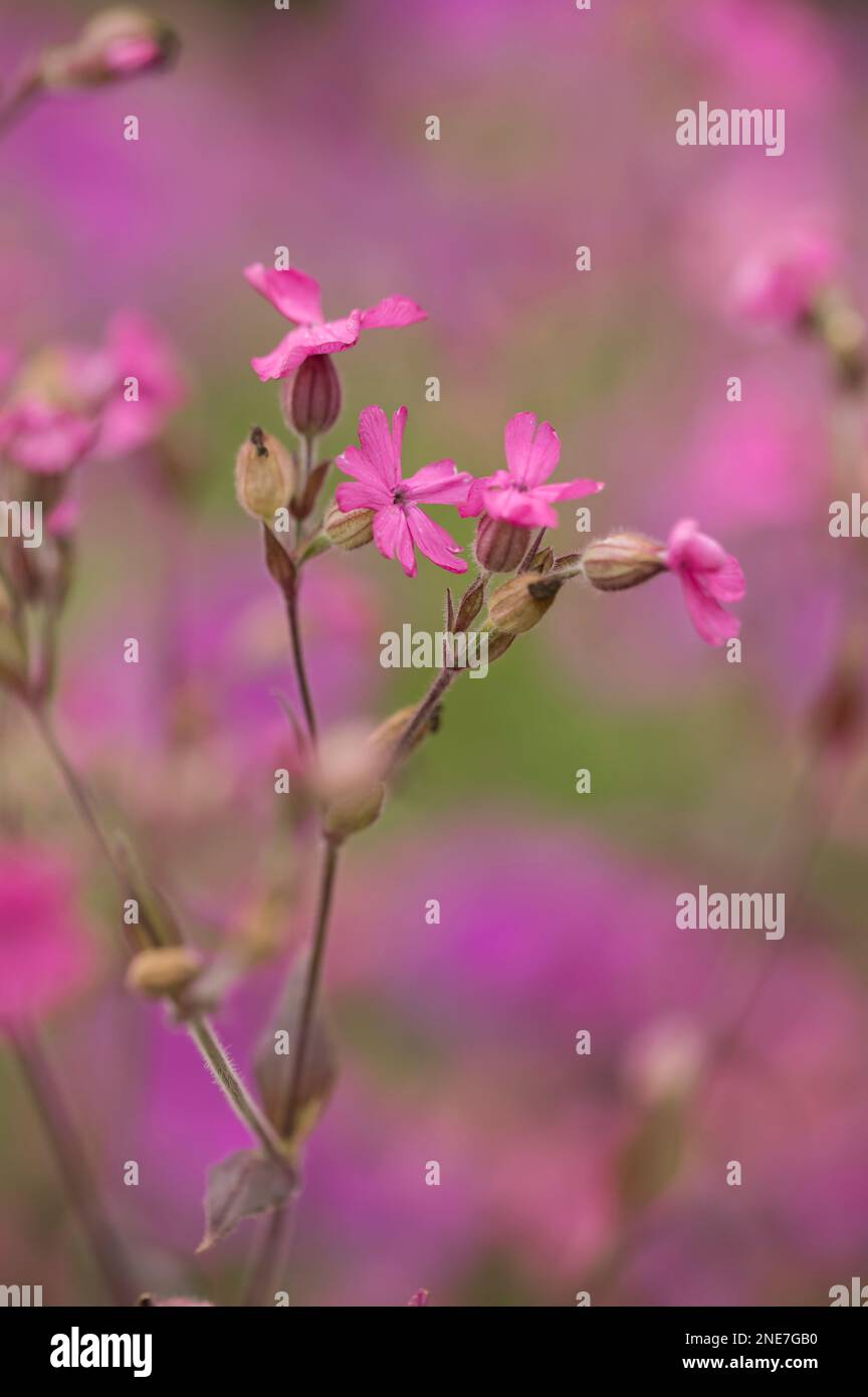 Red campion (Silene dioica) croissant dans un jardin anglais de campagne, Northumberland, Angleterre Banque D'Images
