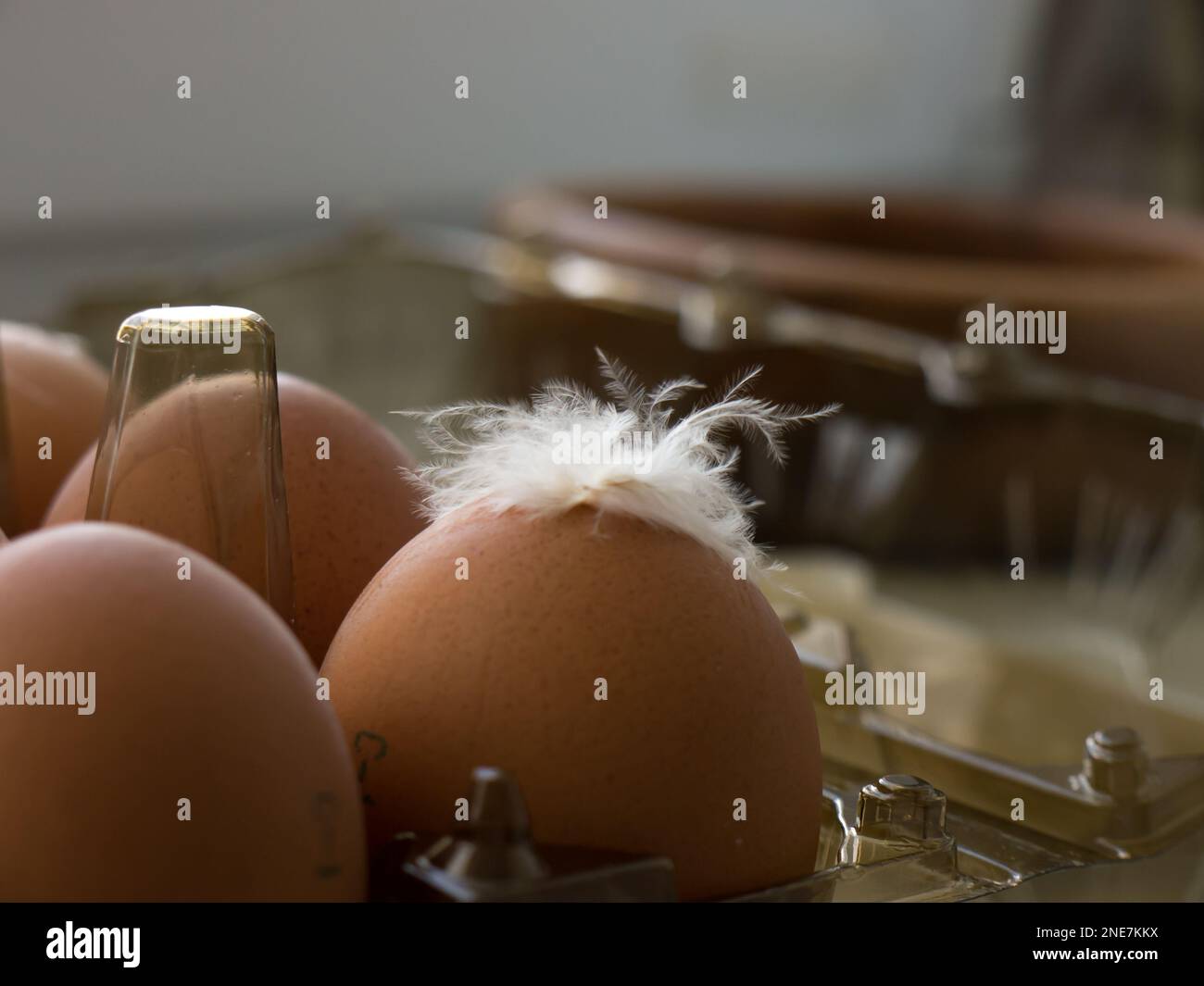 Œuf de poulet avec plumes. Banque D'Images