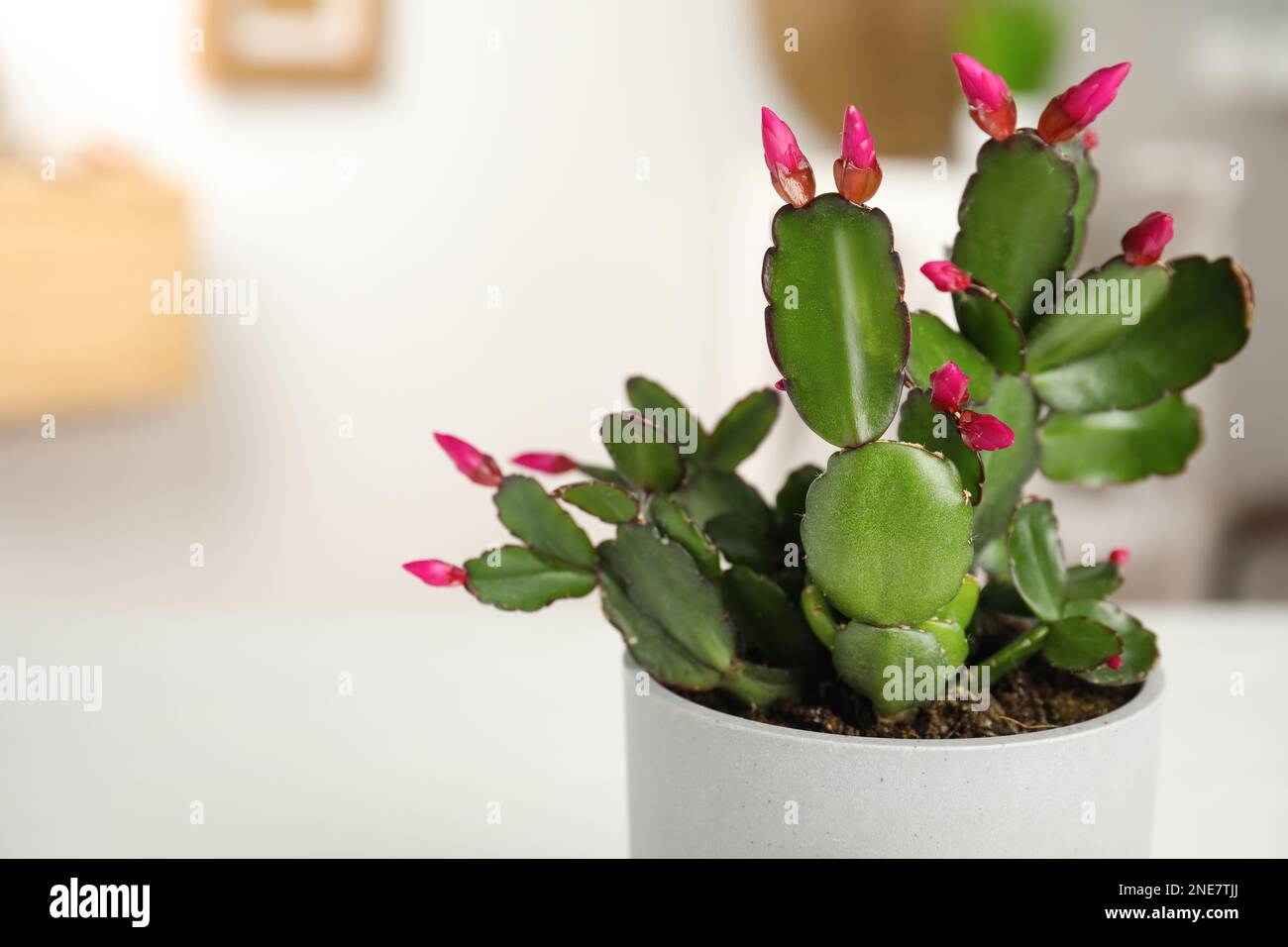 Belle fleur Schlumbergera (cactus de Noël ou de Thanksgiving) sur fond flou, gros plan. Espace pour le texte Banque D'Images