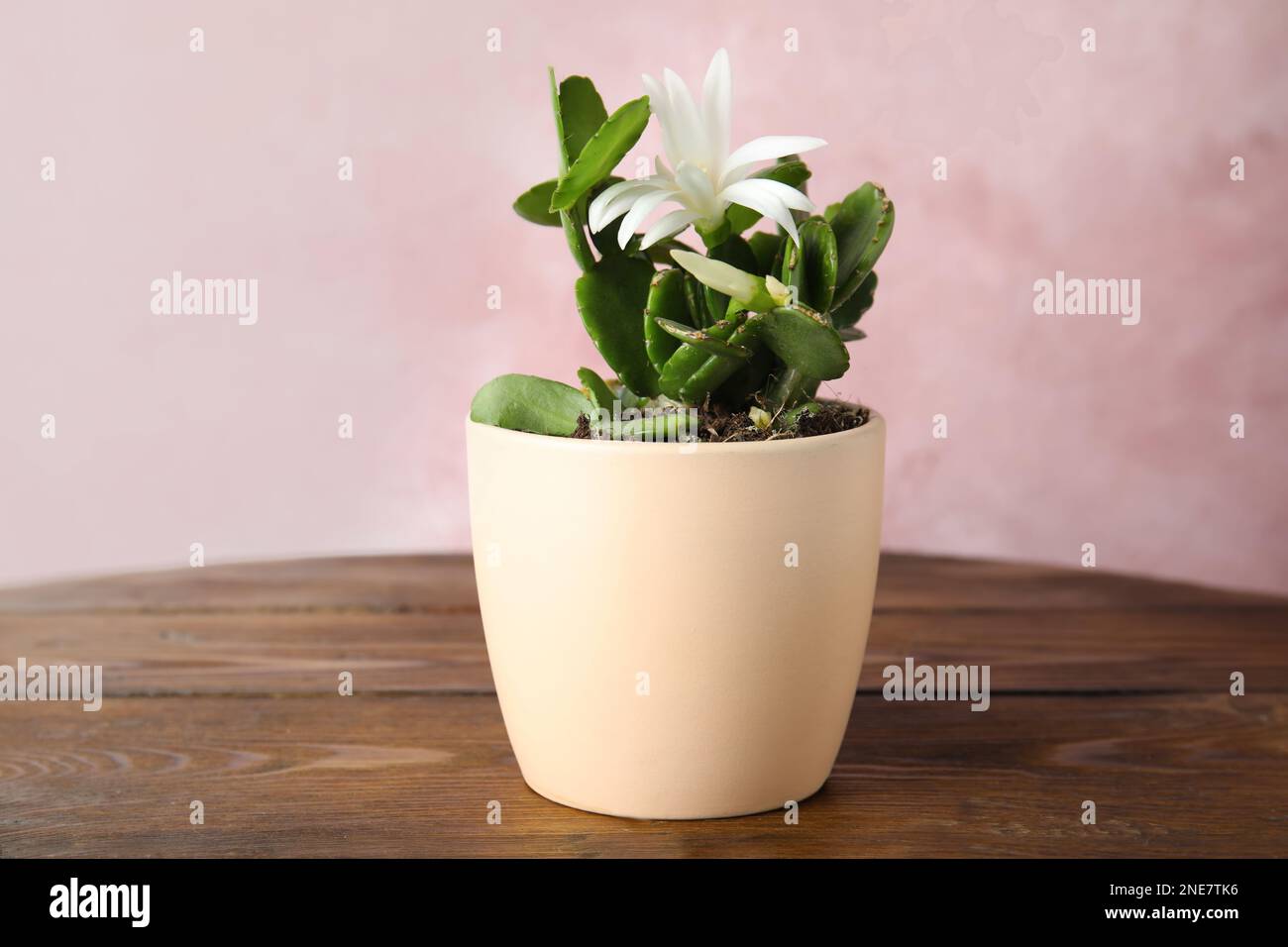 Beau Schlumbergera en fleurs (cactus de Noël ou de Thanksgiving) sur table en bois Banque D'Images