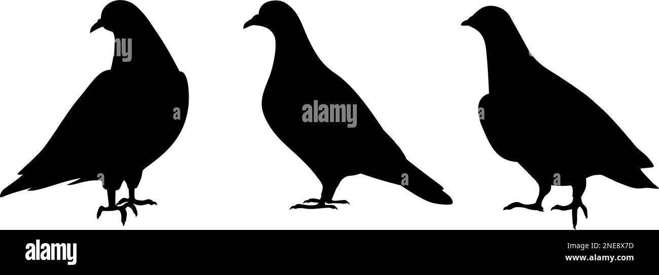 Pigeons. Silhouettes noires d'oiseaux de pigeon isolées sur fond blanc. Ensemble d'illustrations vectorielles Illustration de Vecteur