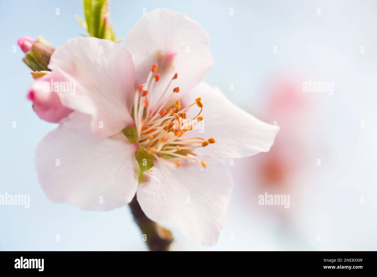 Gros plan extrême des fleurs d'amande rose contre le ciel bleu - mise au point sélective Banque D'Images