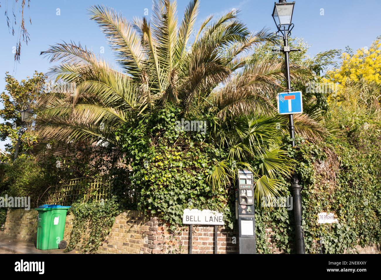 Palmiers tropicaux sur Bell Lane, Twickenham, TW1, Londres, Angleterre, ROYAUME-UNI Banque D'Images