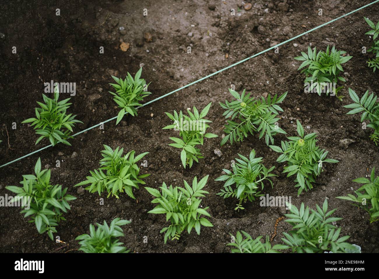 Plantules de tagetes plantées dans le sol ouvert d'un lit de fleurs urbain. Même des rangées de pousses de fleur transplantées dans le sol, à l'extérieur. Usine urbaine Banque D'Images