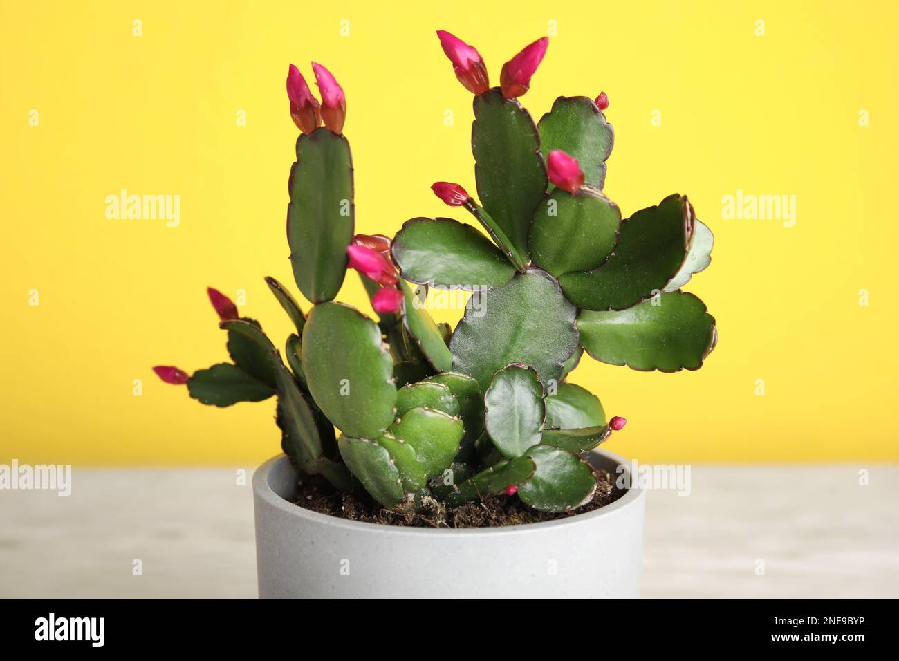 Belle fleur Schlumbergera (cactus de Noël ou de Thanksgiving) sur fond jaune, gros plan Banque D'Images