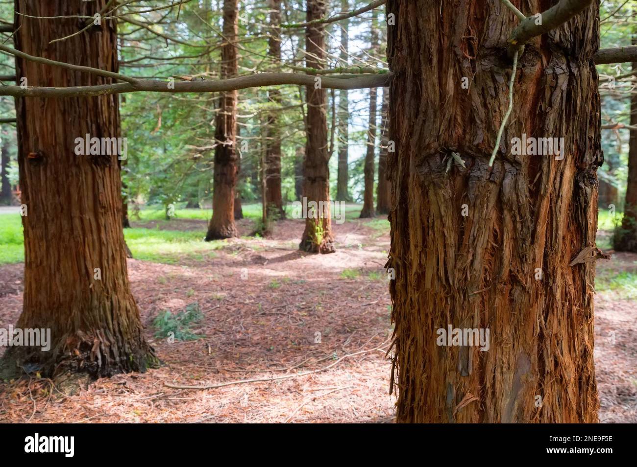 Forêt de séquoia ou de séquoias. Vue de la photo d'un tronc d'arbre, photo en gros plan. Parc de Secuoyas. Banque D'Images