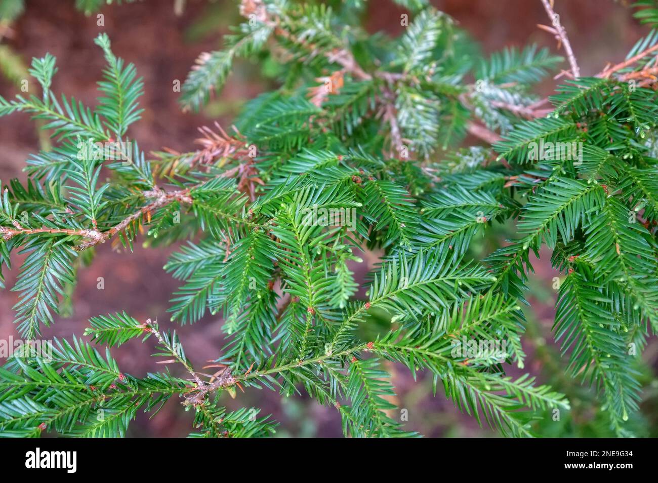 Vue sur les branches vertes de Sequoia ou de séquoia sur un jeune arbre, photo en gros plan. Banque D'Images