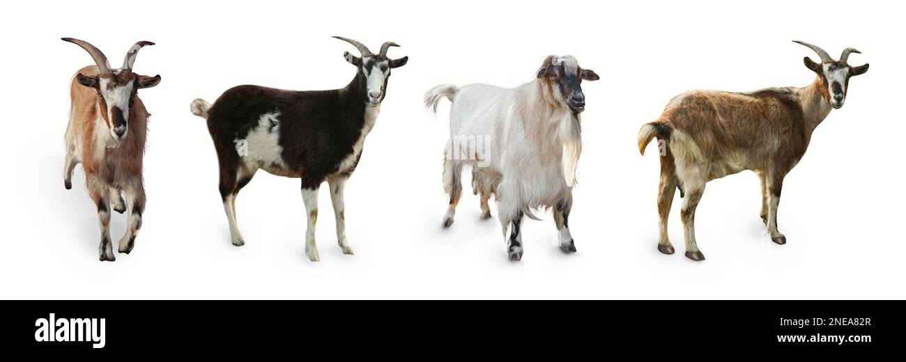 Différentes chèvres sur fond blanc, collage. Animaux de ferme Banque D'Images