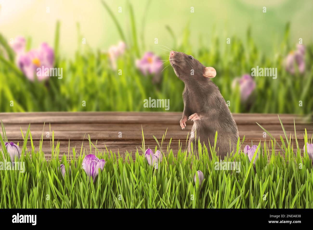 Joli petit rat sur une surface en bois près de l'herbe verte en plein air Banque D'Images