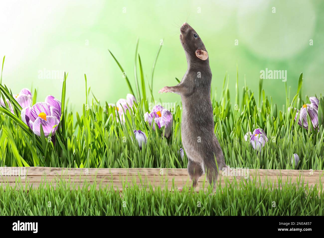 Joli petit rat sur une surface en bois près de l'herbe verte en plein air Banque D'Images