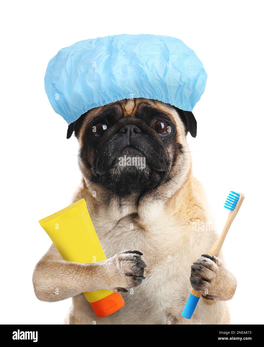 Mignon chien drôle avec bonnet de douche et différents accessoires pour le  bain sur fond blanc Photo Stock - Alamy