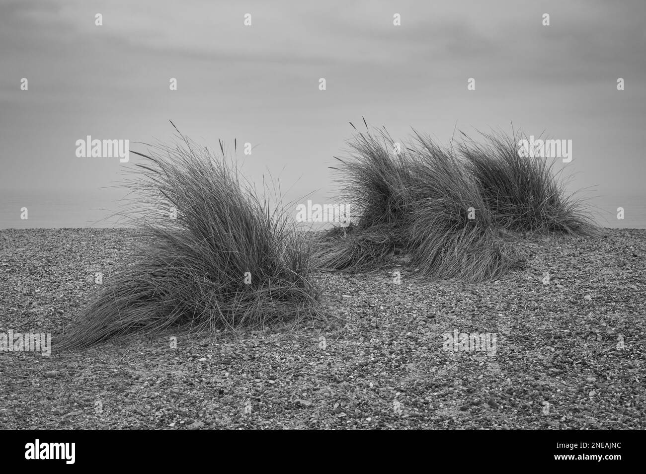 L'herbe de Maram sur une plage de stoney à Walberswick, Suffolk. Bon, bon jour. Banque D'Images