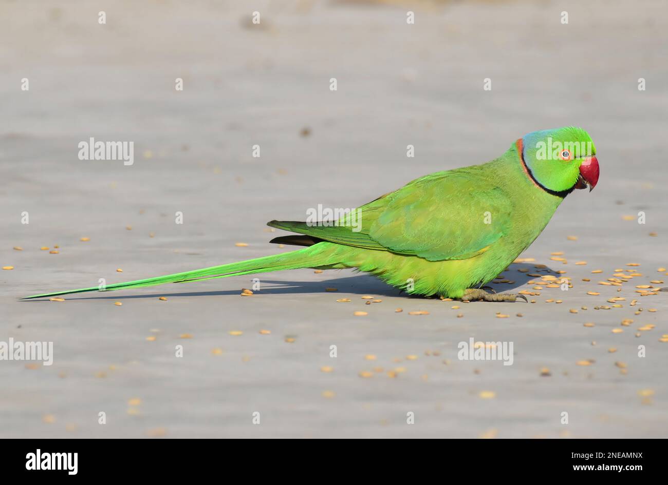 Un magnifique oiseau captivant Parakeet rosergé dans le plumage complet, le perroquet vert, le perroquet magnifique, le perroquet mignon avec des plumes vertes et le bec rouge Banque D'Images