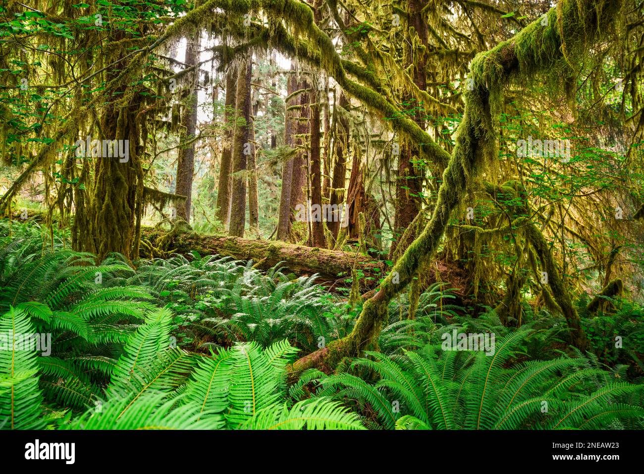 Hall de mousses dans la forêt tropicale de Hoh, Olympic National Park, Washington, USA. Banque D'Images