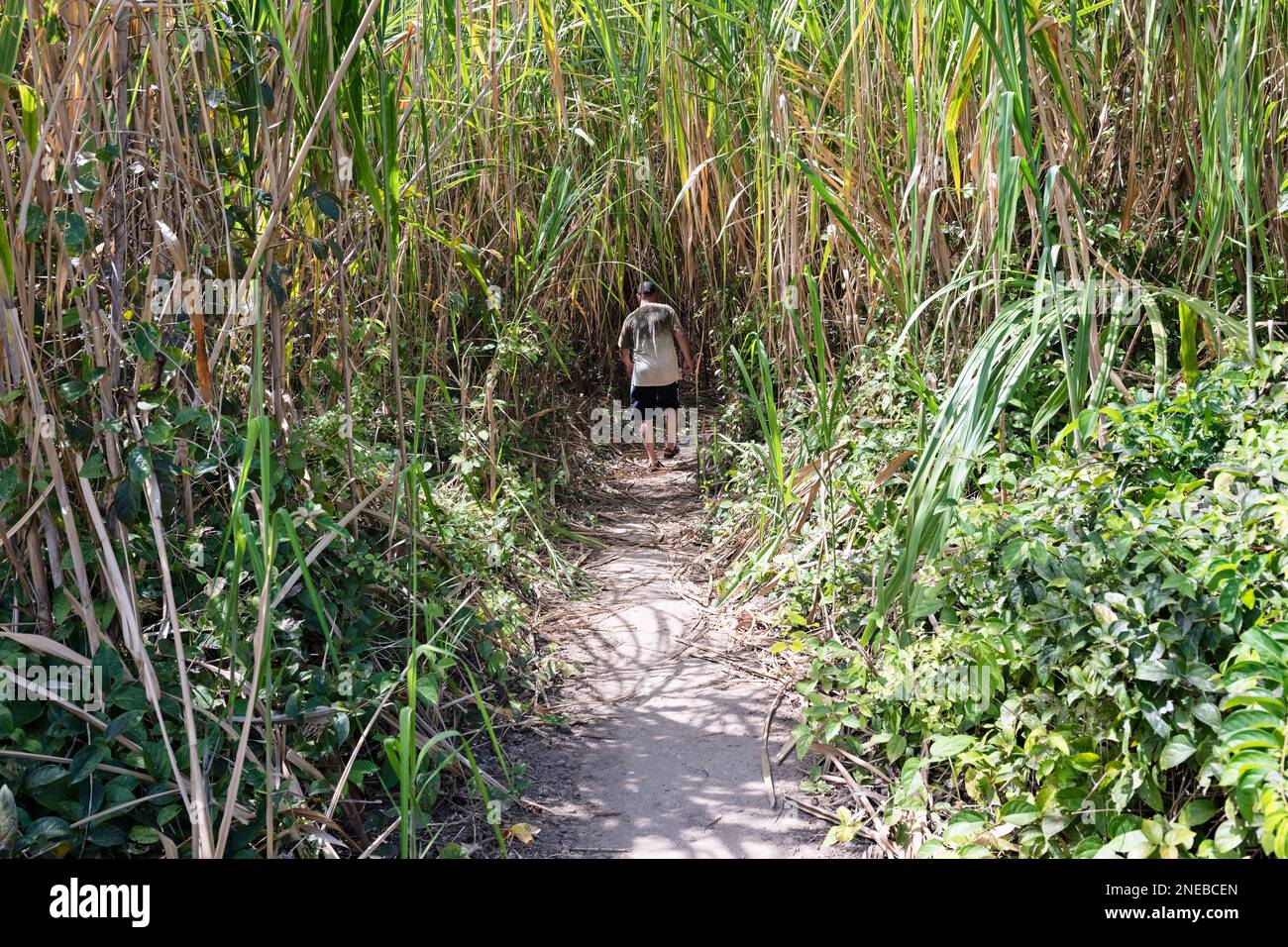 Homme marchant sur le sentier sur Isla Iquana près de Pedasi au Panama. Banque D'Images