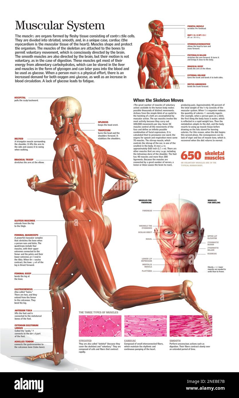 Infographie du système musculaire humain, détaillant les muscles du visage et d'autres types de muscles. [QuarkXPress (.qxp); 6259x4015]. Banque D'Images