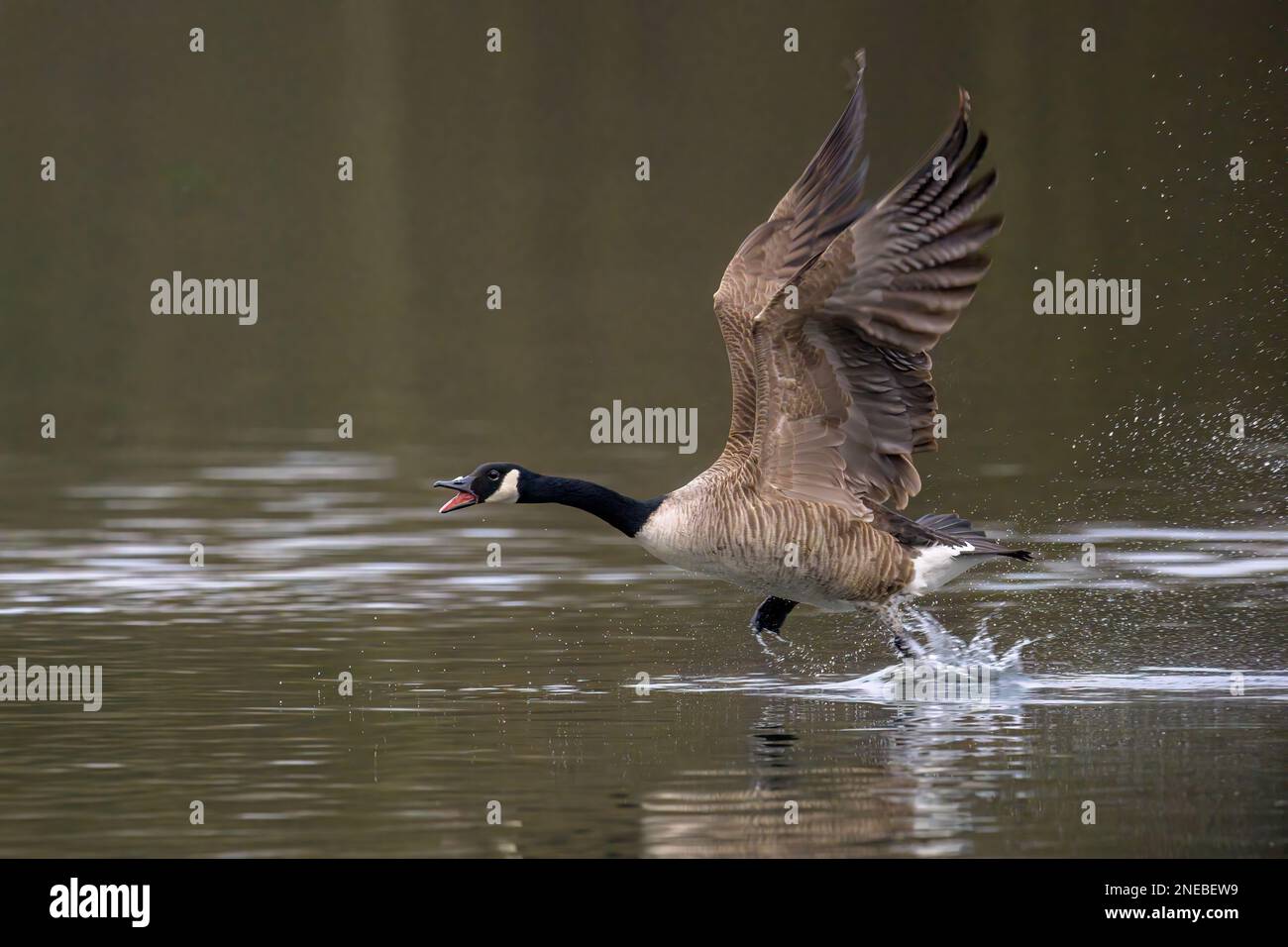 OIE pressée. Une Bernache du Canada mâle (branta canadensis) saute à travers les eaux d'un lac lumineux dans le Kent tout en étant pourchassée par un mâle rival. Banque D'Images