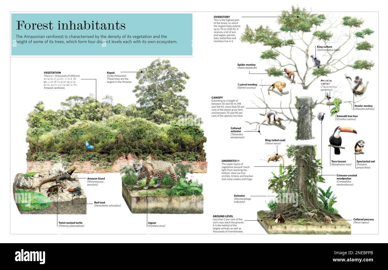 Infographie sur la diversité de la flore et de la faune de la forêt amazonienne. [Adobe InDesign (.indd); 5078x3188]. Banque D'Images