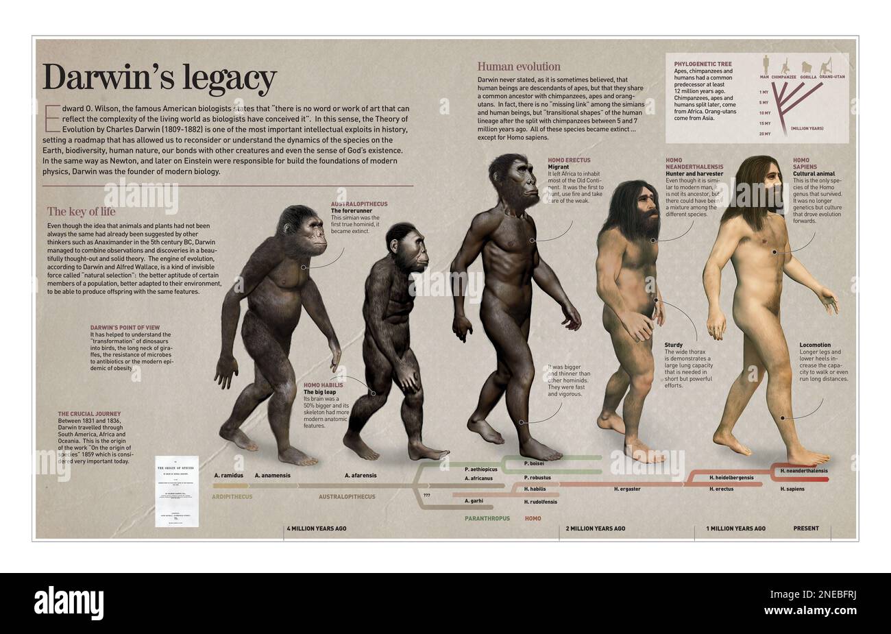 Infographie sur l'impact de la théorie de l'évolution par Darwin en sciences et en théologie. . [Adobe InDesign (.indd); 4960x8503]. Banque D'Images